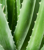 Bain de bouche à l’Aloe Vera