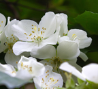 Blooming Skin- Parfum Femme